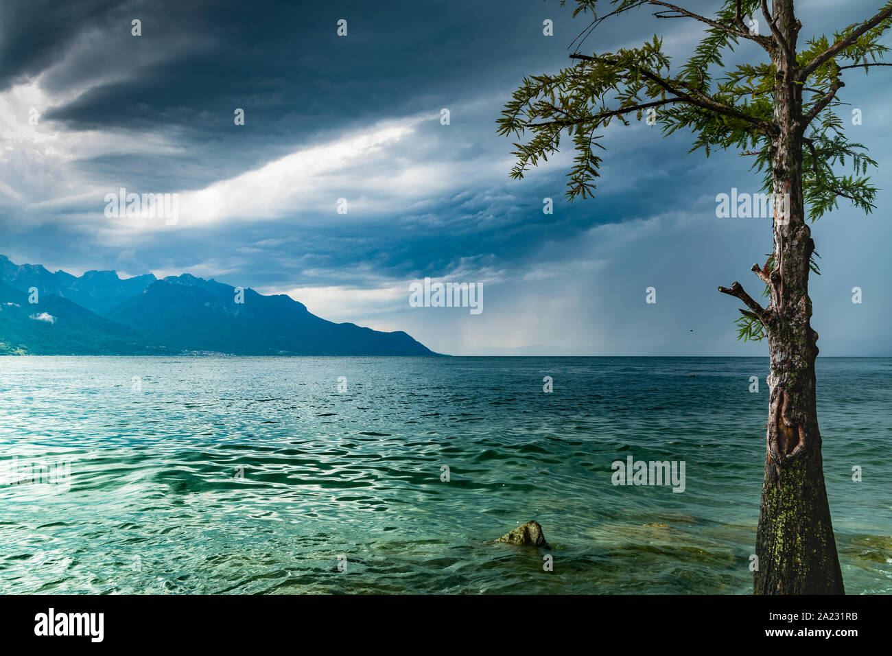 Landschaft, der See, die Berge, dunklen Himmel bewölkt mit Regen in der Entfernung und der alte Baum am Ufer, selektive konzentrieren. Genfer See, Montreux, Schweiz. Stockfoto