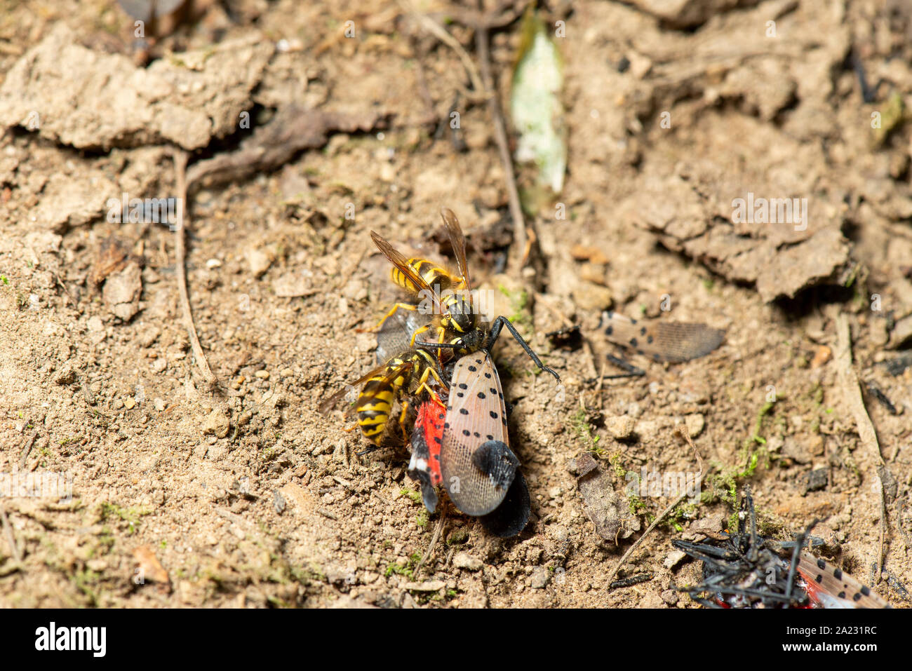 Gelbe Jacken (Vespula maculifrons) Fütterung auf Toten entdeckt (LANTERNFLY LYCORMA DELICATULA), PENNSYLVANIA Stockfoto