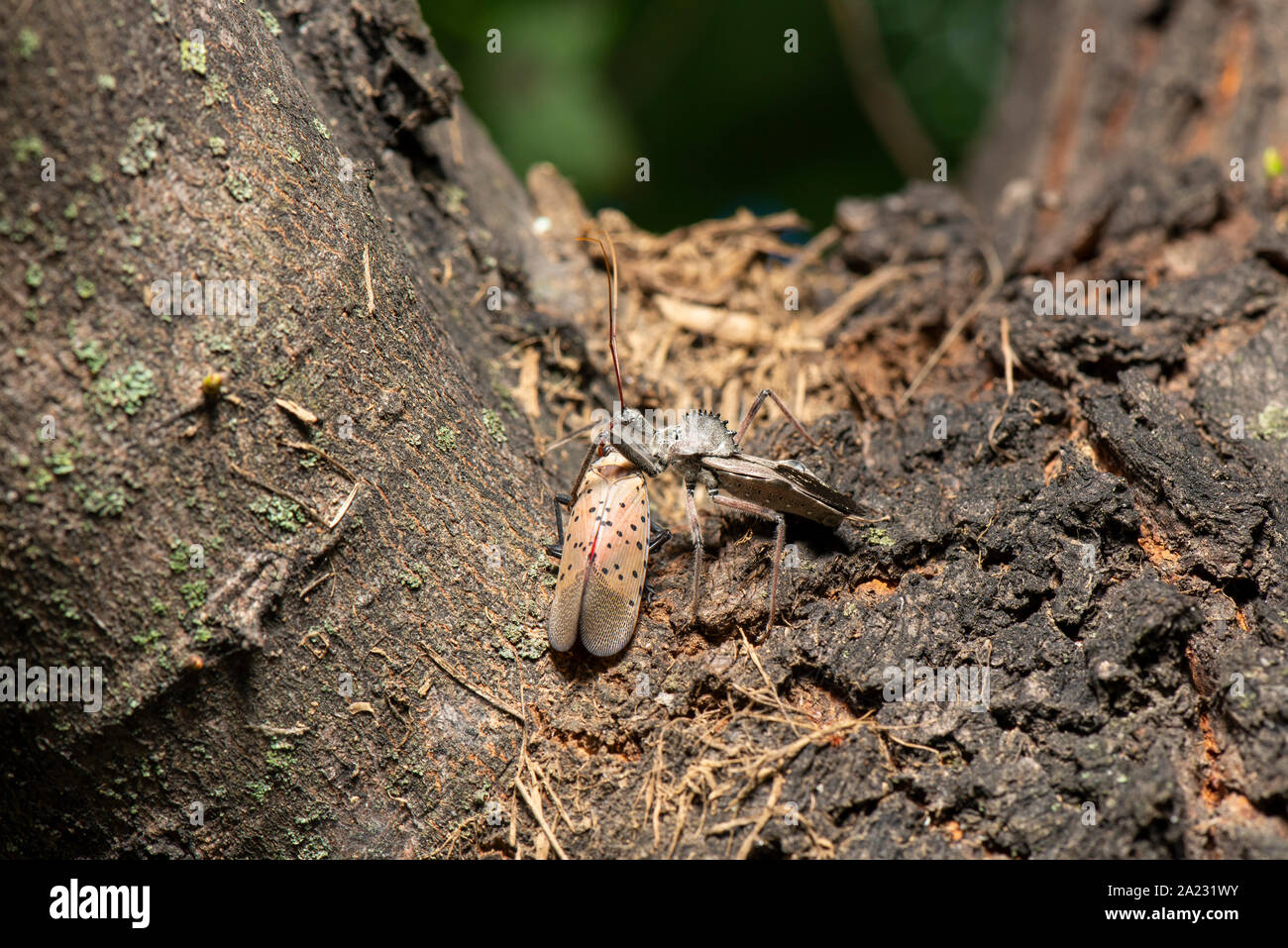 Rad bug (Arilus cristatus) Fütterung auf Toten entdeckt (LANTERNFLY LYCORMA DELICATULA), PENNSYLVANIA Stockfoto