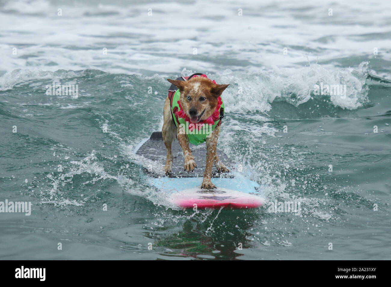Huntington Beach, Kalifornien, USA. 28. September, 2019. Skyler, ein HEELER, Fahrten eine Welle auf der 11. jährlichen Surf City Surf Dog Wettbewerb bei Huntington Hundestrand in Huntington Beach, Kalifornien am 28. September 2019 statt. Stockfoto