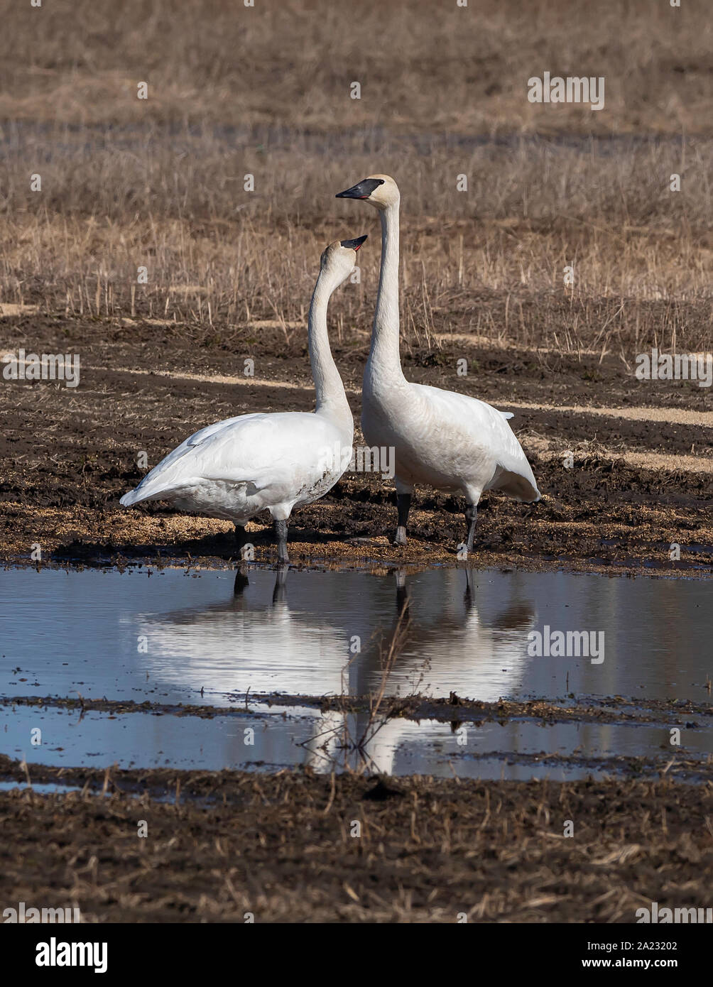 Trumpeter Swan Paar in Alaska Stockfoto