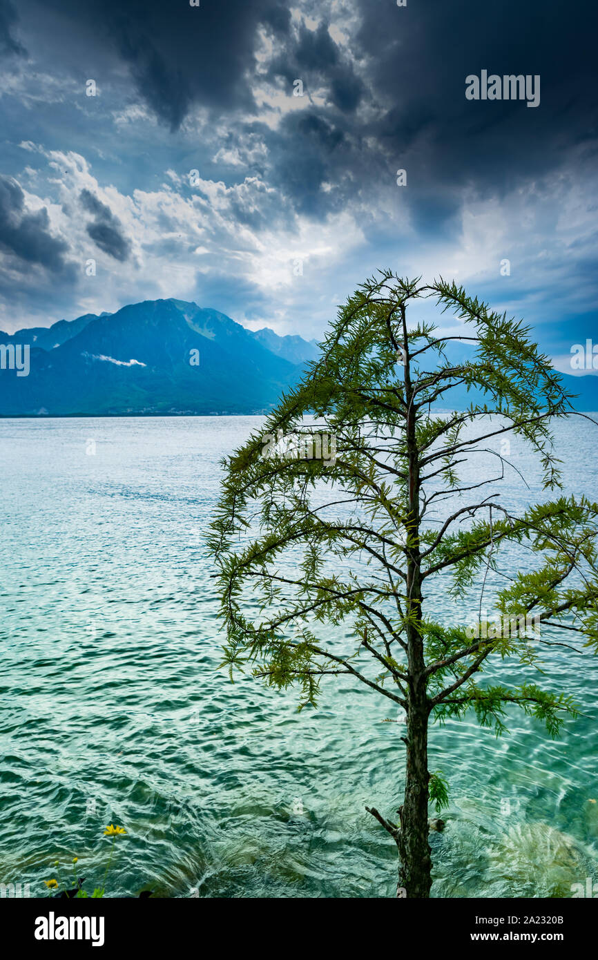 Landschaft, der See, die Berge, dunklen Himmel bewölkt mit Regen in der Entfernung und der alte Baum am Ufer, selektive konzentrieren. Genfer See, Montreux, Schweiz. Stockfoto