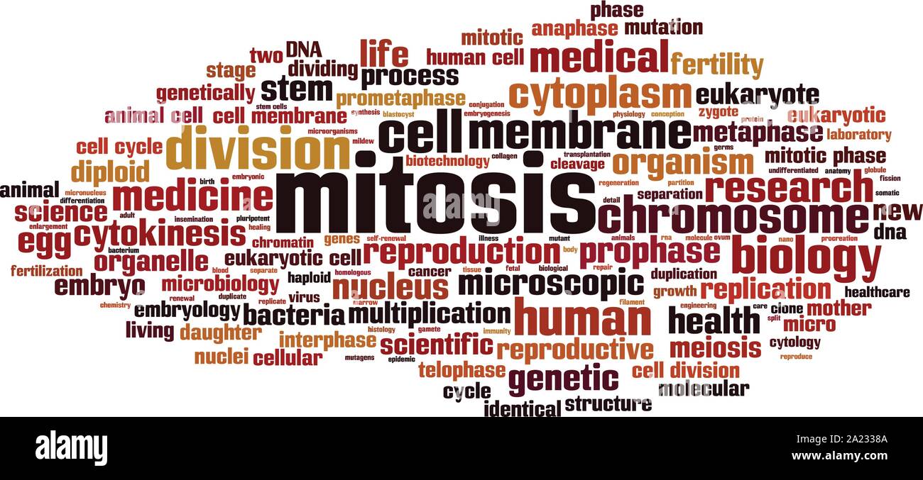 Mitose Wort cloud Konzept. Collage aus Worten über die mitose. Vector Illustration Stock Vektor