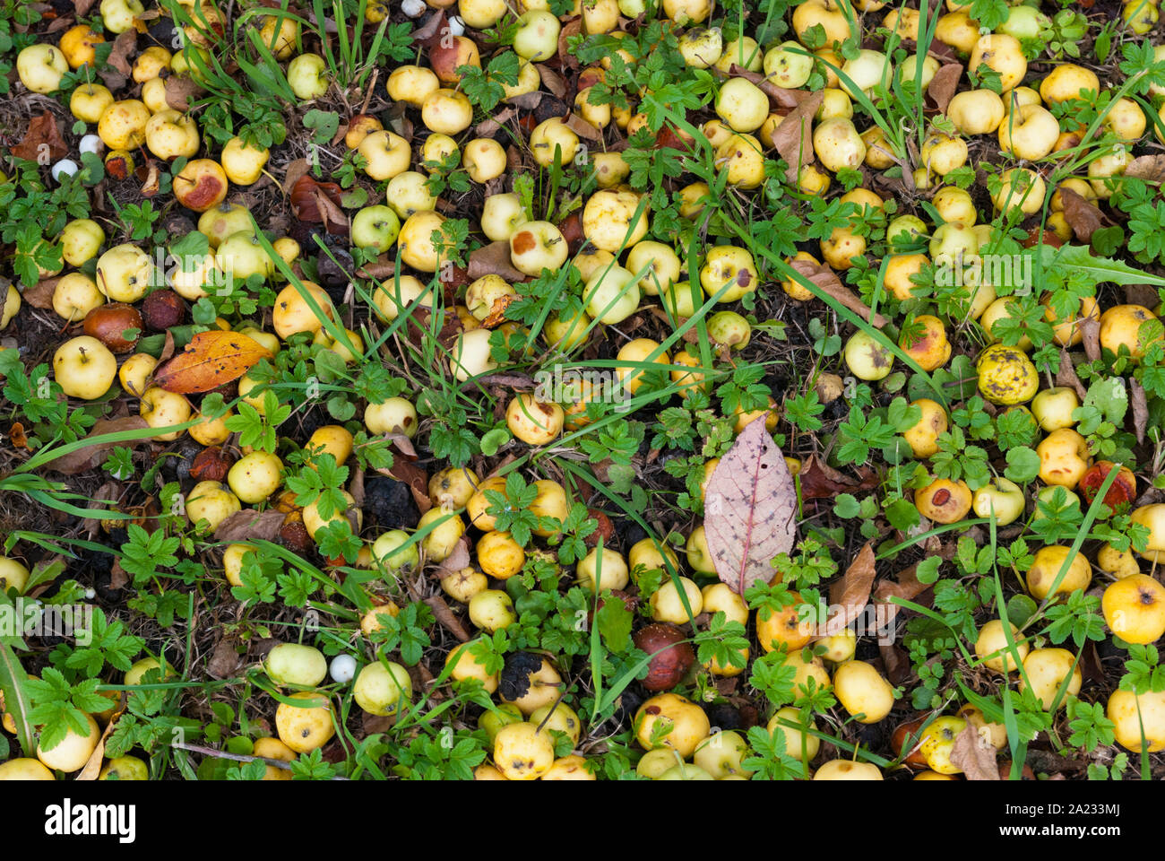 Natürliche Hintergrund aus der kleine gelbe Äpfel auf dem Boden im Herbst Stockfoto