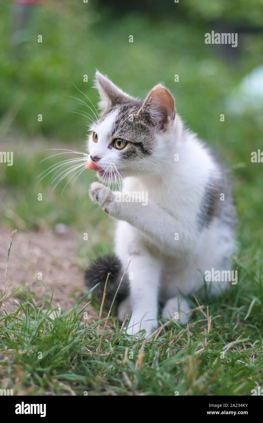 Kleine kitty lecken und Reinigung selbst Stockfoto