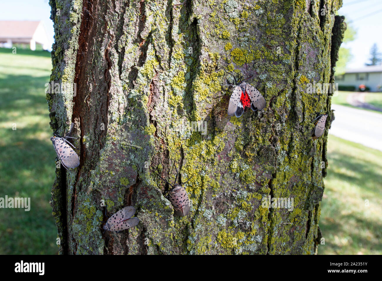 Gruppe von SPOTTED LANTERNFLY (LYCORMA DELICATULA) Erwachsene (EINE ROT UNTER DEN FLÜGELN) auf Locust Tree, Pennsylvania Stockfoto