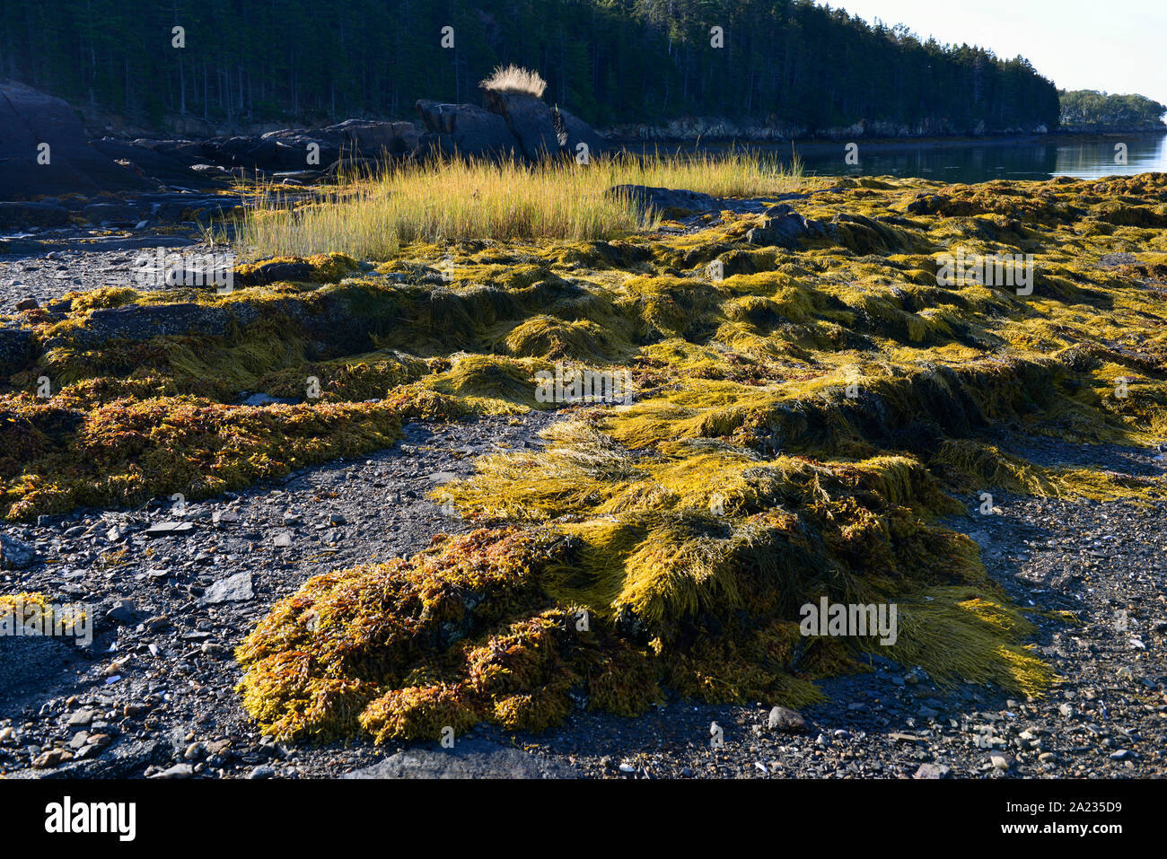 Barnes Insel, Germany Hals, Maine. Felsen und Meer. Stockfoto