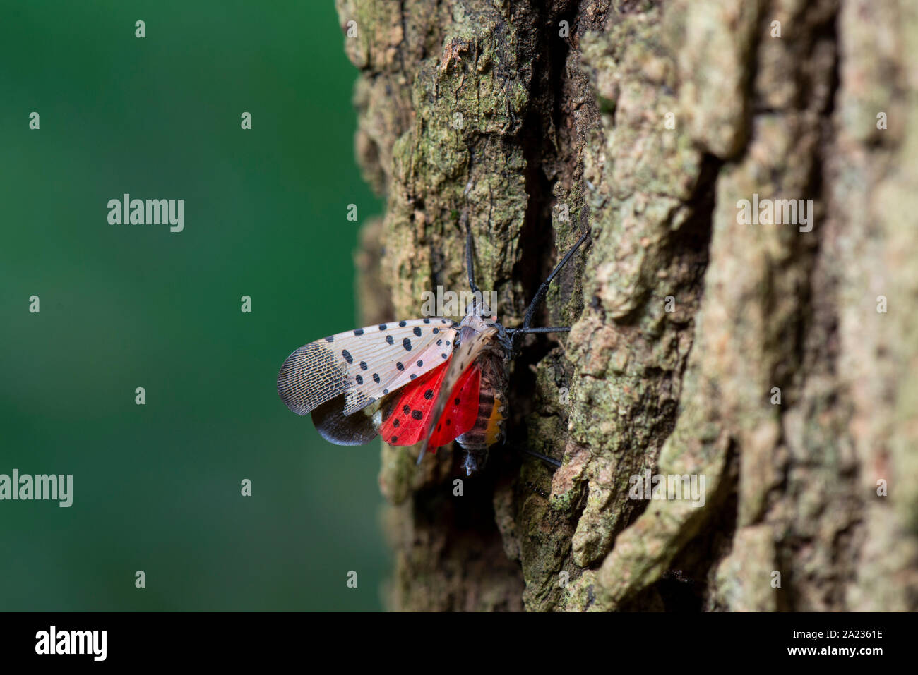 Gesichtet (LANTERNFLY LYCORMA DELICATULA) reifen Erwachsenen zeigen ROT UNTER WING auf BAUMRINDE, Pennsylvania Stockfoto