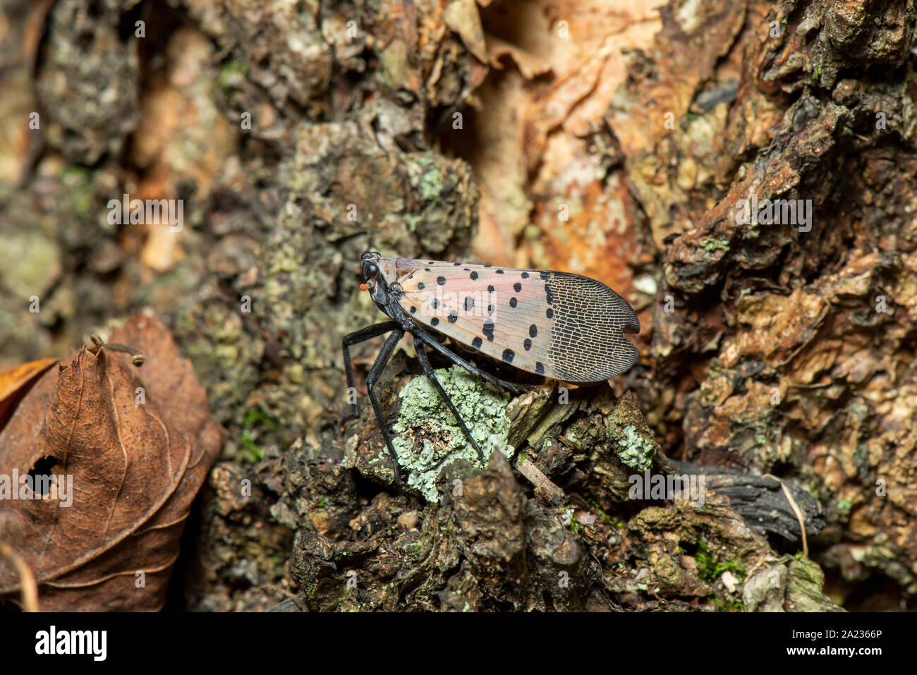 Gesichtet (LANTERNFLY LYCORMA DELICATULA) reifen Erwachsenen RUHEN AUF BASIS VON BAUM, Pennsylvania Stockfoto