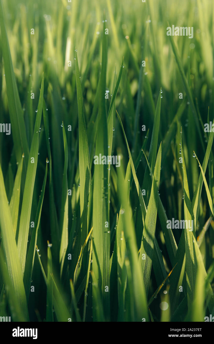 Grünes saftiges Gras close-up. Hintergrund Der grüne junge Gras. Grüne Gras Hintergrund. Junge wachsende Reis Stockfoto