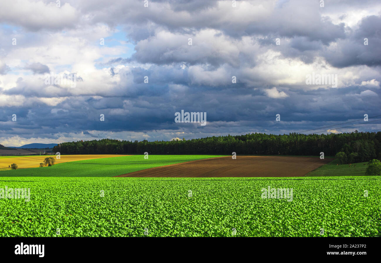 grünes Feld und blauer Himmel Stockfoto