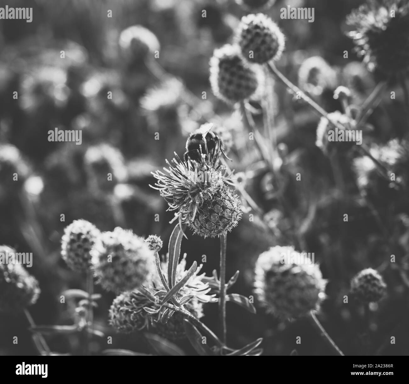 Eine Biene in Lila plumeless Distel wachsen in das Feld bei Sonnenuntergang sitzen im Sommer Stockfoto