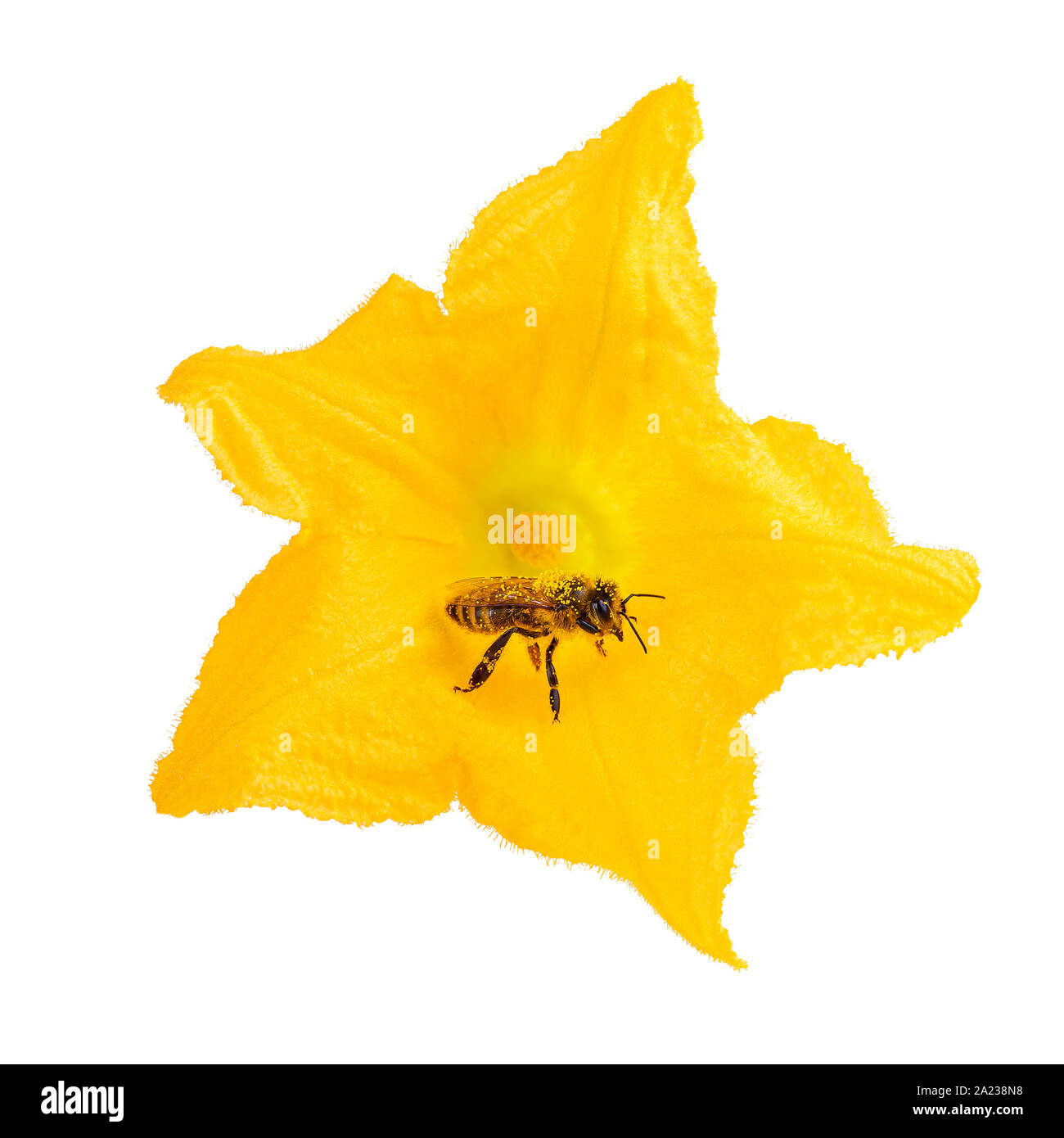 Bienen als Bestäuber auf gelbe Blume isoliert auf Weiss. Honey Bee wie Umwelt Konzept. Stockfoto