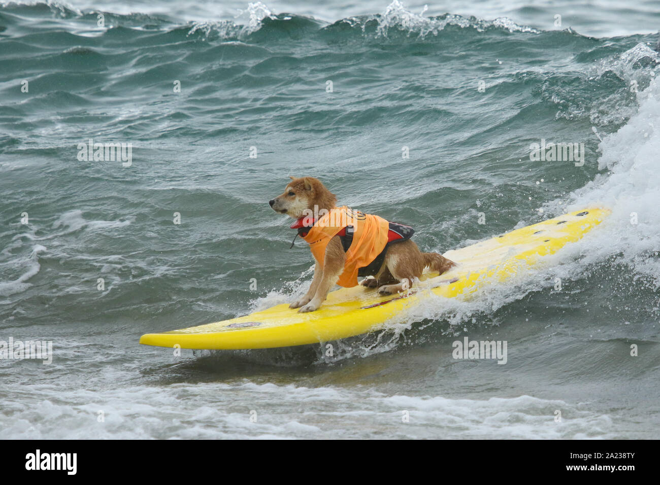 Huntington Beach, Kalifornien, USA. 28. September, 2019. Ein Hund reitet eine Welle am 11. jährlichen Surf City Surf Dog Wettbewerb bei Huntington Hundestrand in Huntington Beach, Kalifornien am 28. September 2019. Stockfoto