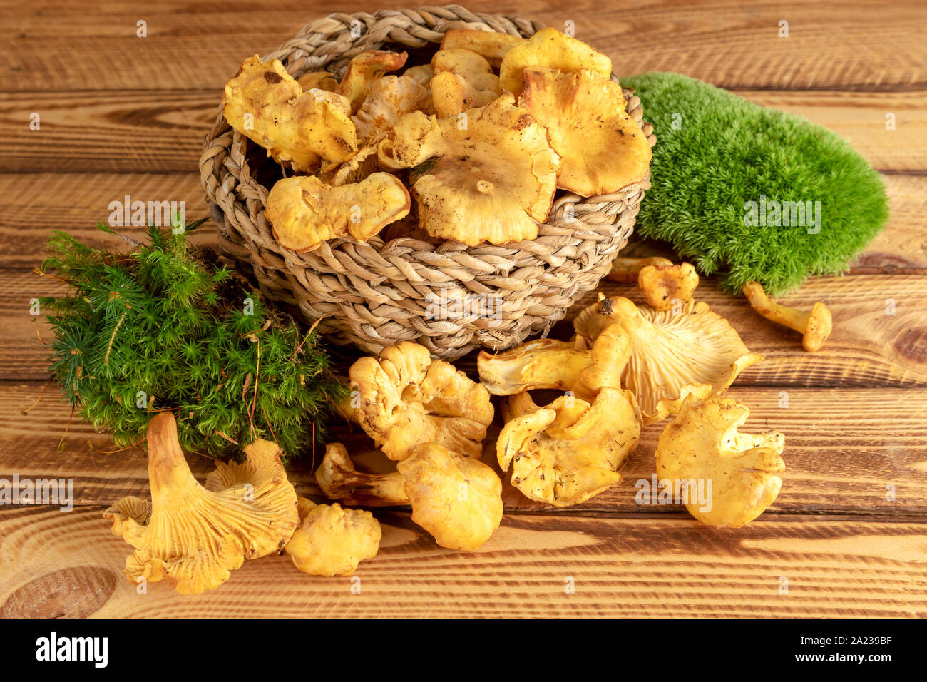 Pfifferlinge. Korb mit frischen Pfifferlingen auf alten Holz- Hintergrund. Stockfoto