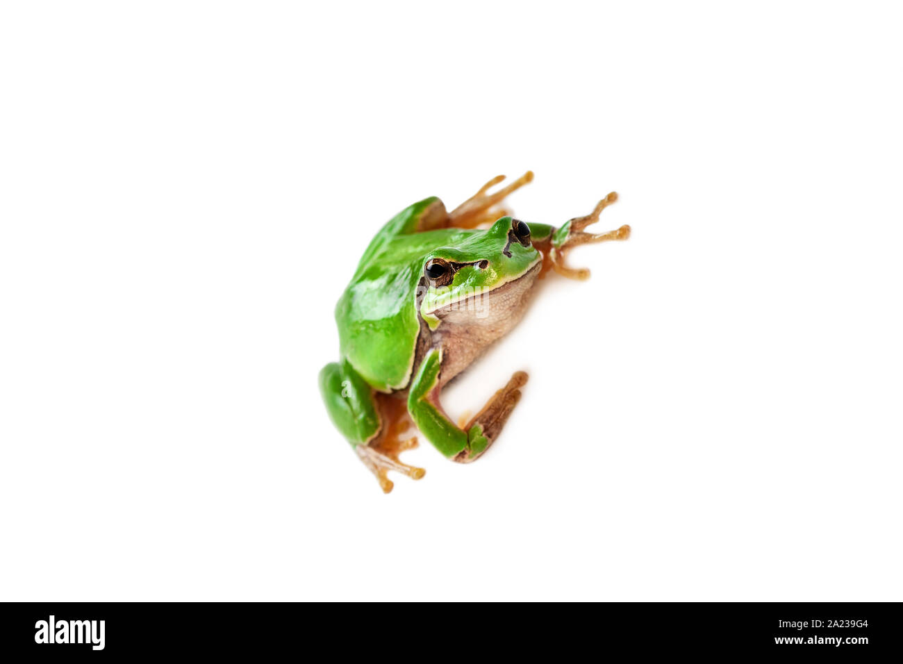 Green Frog auf weißem Hintergrund. Stockfoto