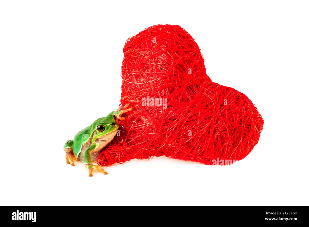 Cute frog Herz Valentinstag. Valentines Tag. Romantische Konzept. Stockfoto