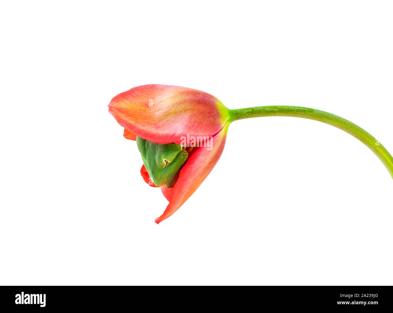 Einzigartig. Laubfrosch versteckt in Tulpe Blume. Grüner Frosch versteckt im Inneren Blütenblatt der großen, rosa Tulpe. Stockfoto