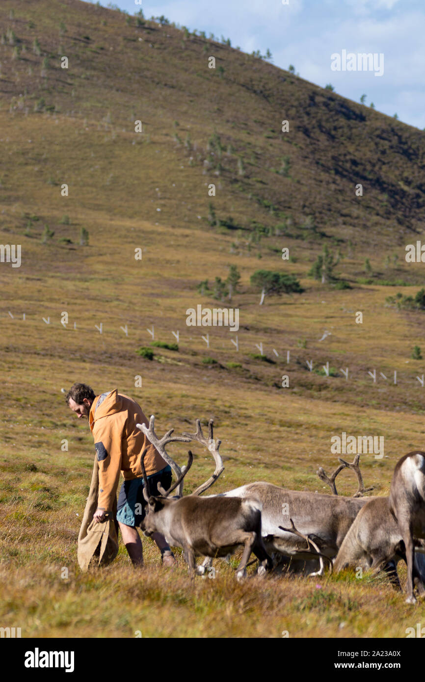 Fütterungszeit bei der Cairn Gorm Rentier Herde, Schottland Stockfoto