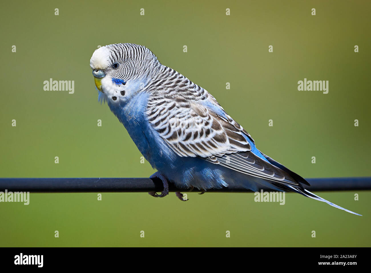 Wellensittich (Melopsittacus undulatus) Vogel sitzt auf einem Draht Stockfoto