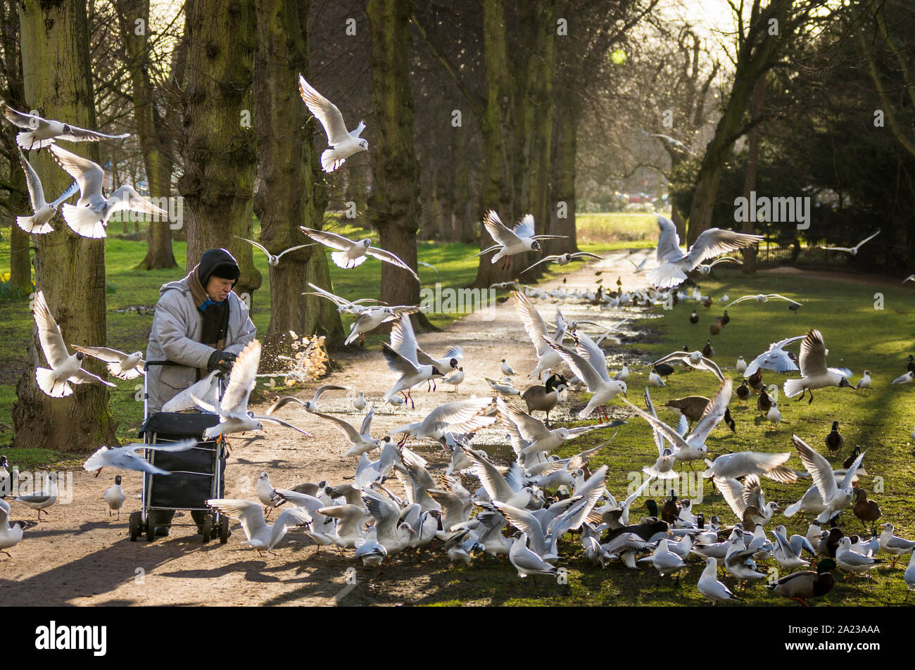 Gull Feeding Frenzy als jemand wirft Brot in einem Park in Nottingham, Großbritannien Stockfoto