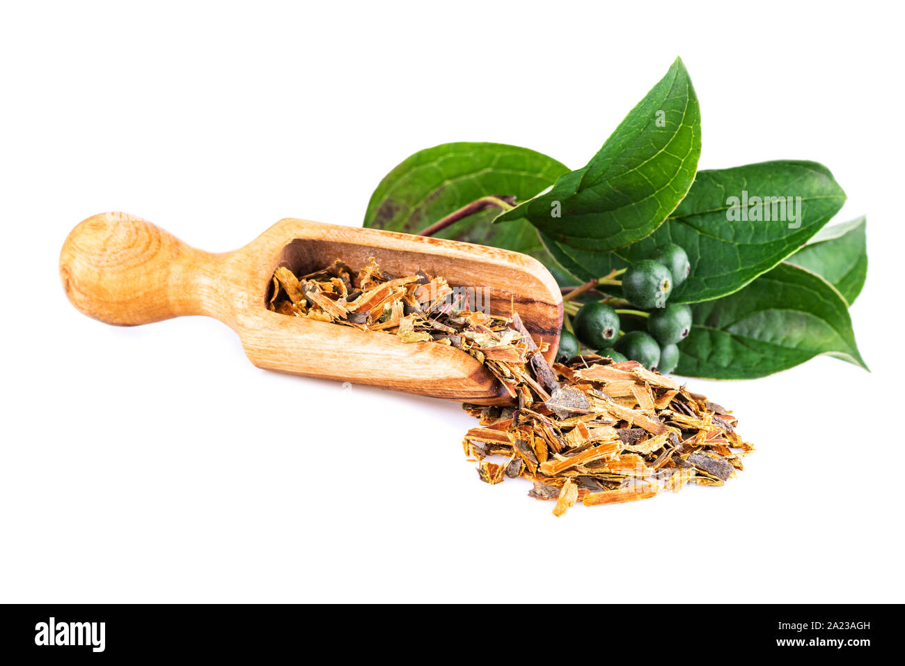 Faulbaum Rinde in Holz- Schaufel auf Weiß. (Frangula Alnus) Stockfoto