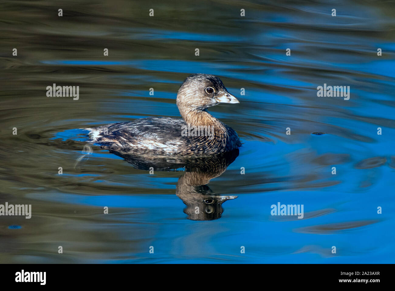 Südkalifornien Möwen Pied-billed Grebe schwimmt über die glatte Teich Oberfläche bei der Suche nach einem Frühstück zu essen. Stockfoto