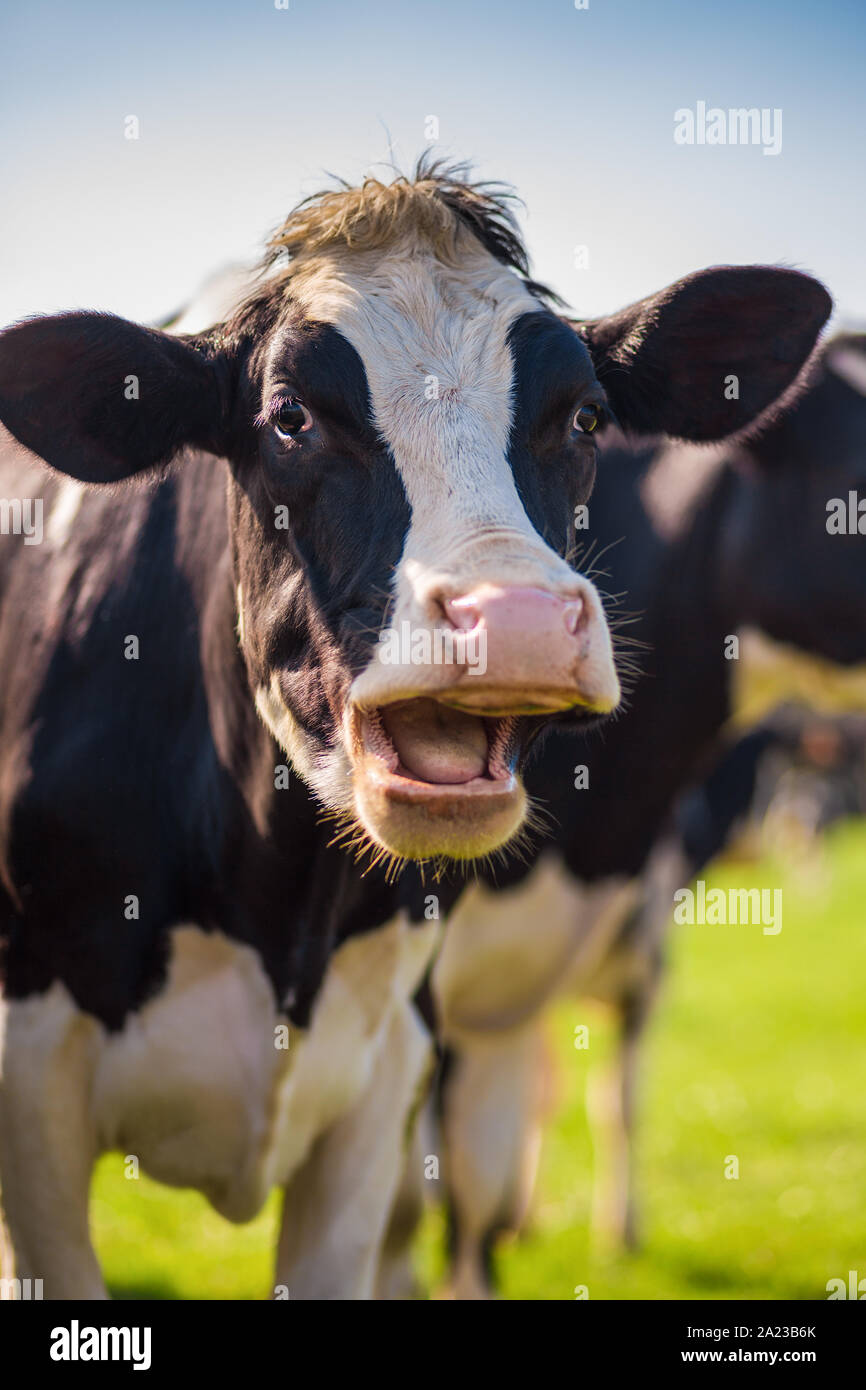 Die lachende Kuh in der meadown mit lustigen Ausdruck Stockfoto