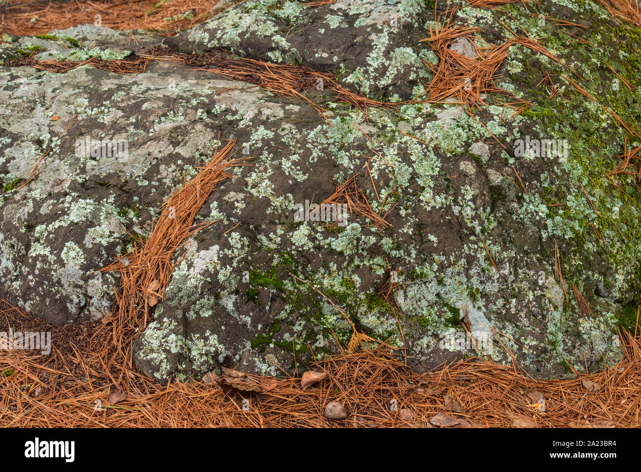 Kiefer woodland Unterwuchs mit Kiefer Stroh und rock Aufschlüsse, Amnicon Falls State Park, Wisconsin, USA Stockfoto