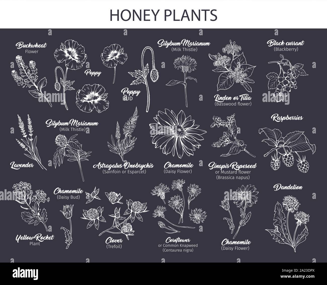 Blühende Blumen freehand Illustrationen. Honig Pflanzen mit Titel botanische Skizzen Cliparts mit Kalligraphie. Weißer Kreide Blumen blühen und schiefertafel Beeren Design Collection. Medizinische Kräuter. Stock Vektor
