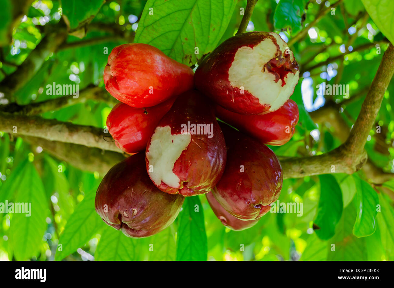 Vogel reif Otaheite Äpfel Gebissen Stockfoto