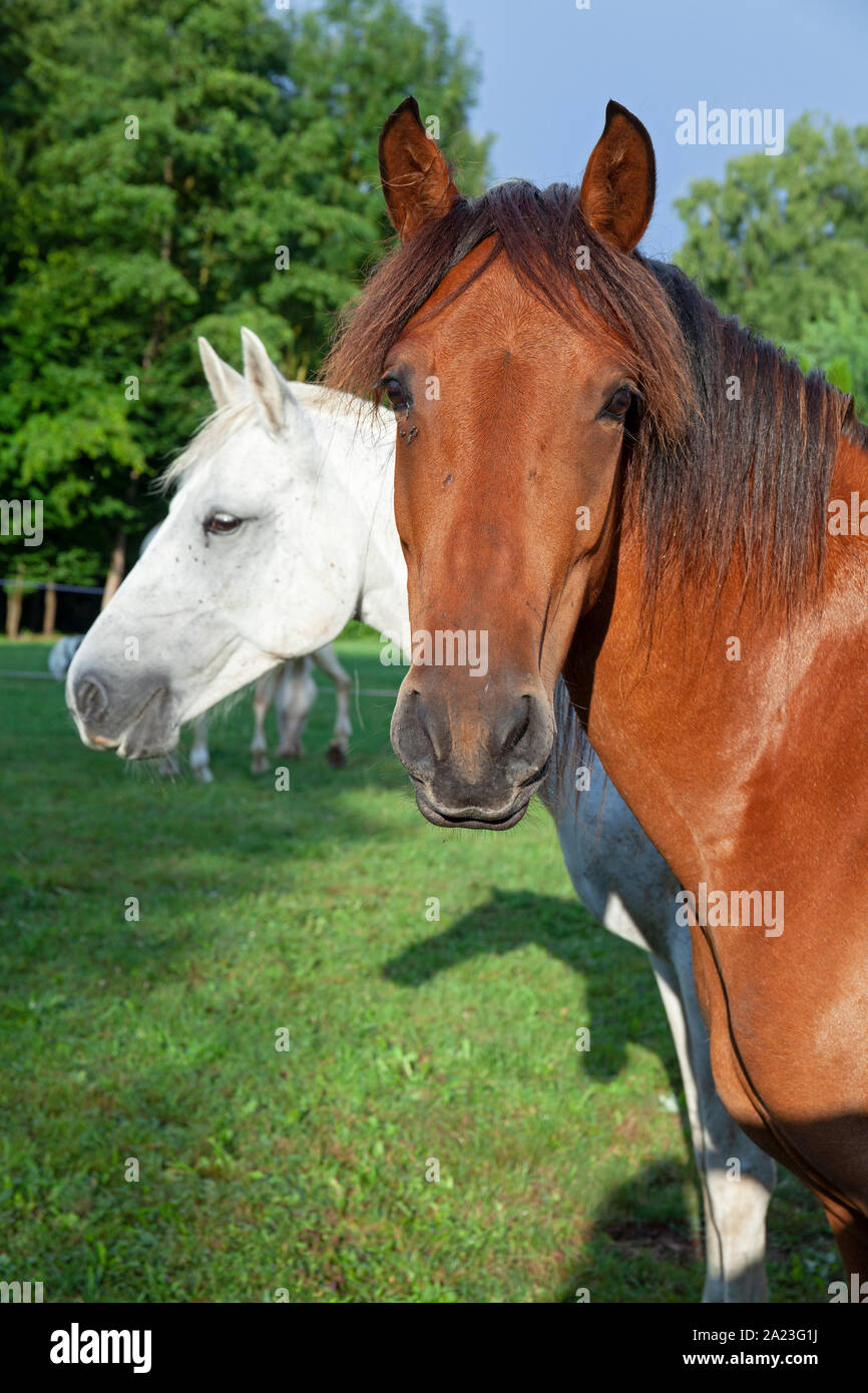 Europa, Luxembourg, Luxembourg, Camping Officiel Echternach, Pferde ruhen während der Tour de Luxembourg ein Cheval Stockfoto