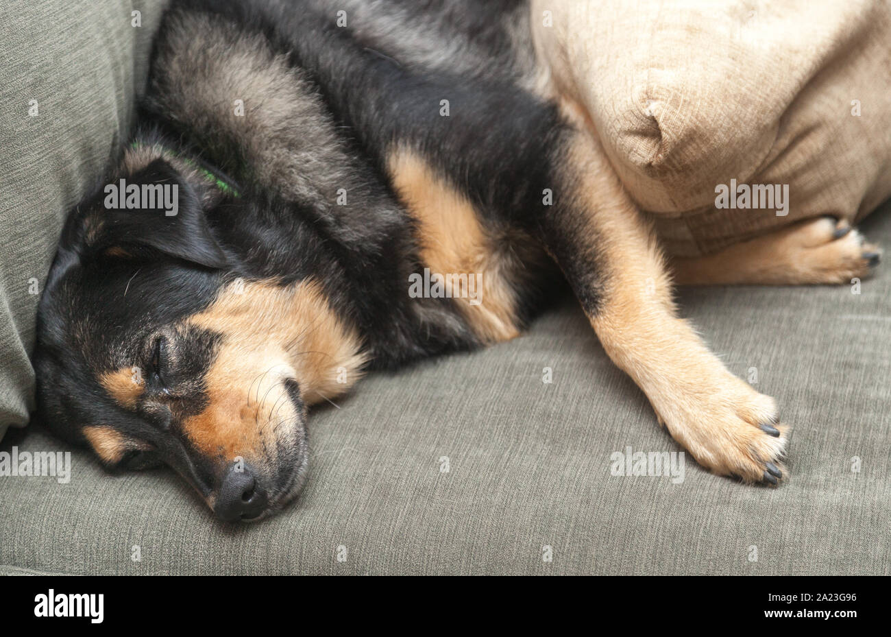 Portrait der angenommenen Rescue Dog im neuen Haus. Stockfoto