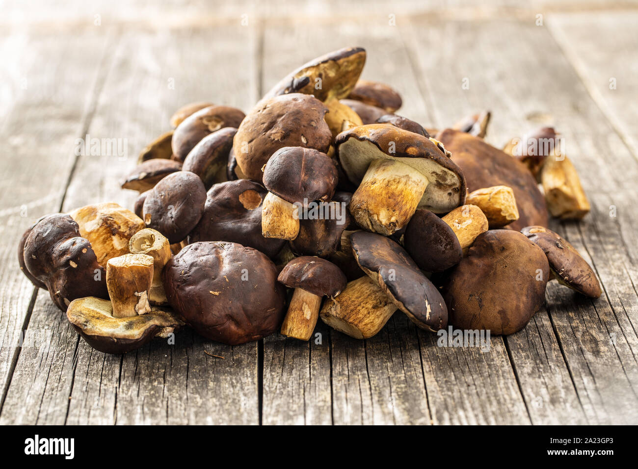 Eine Menge von Steinpilzen auf alten Holztisch. Stockfoto