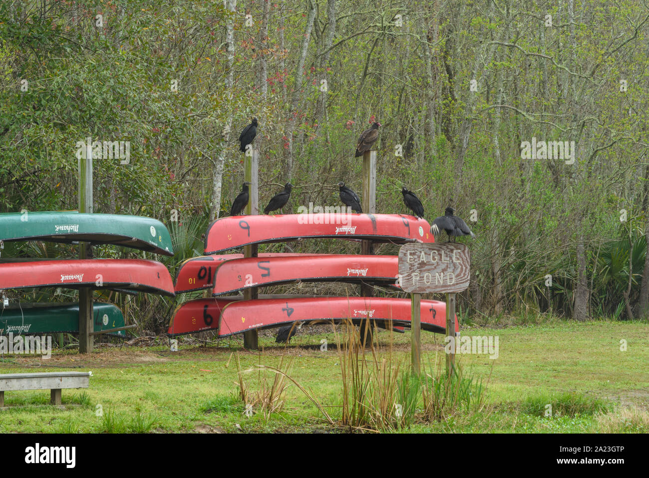 Kanus zu mieten mit schwarzen Geier, Palmetto Island State Park, Louisiana, USA Stockfoto