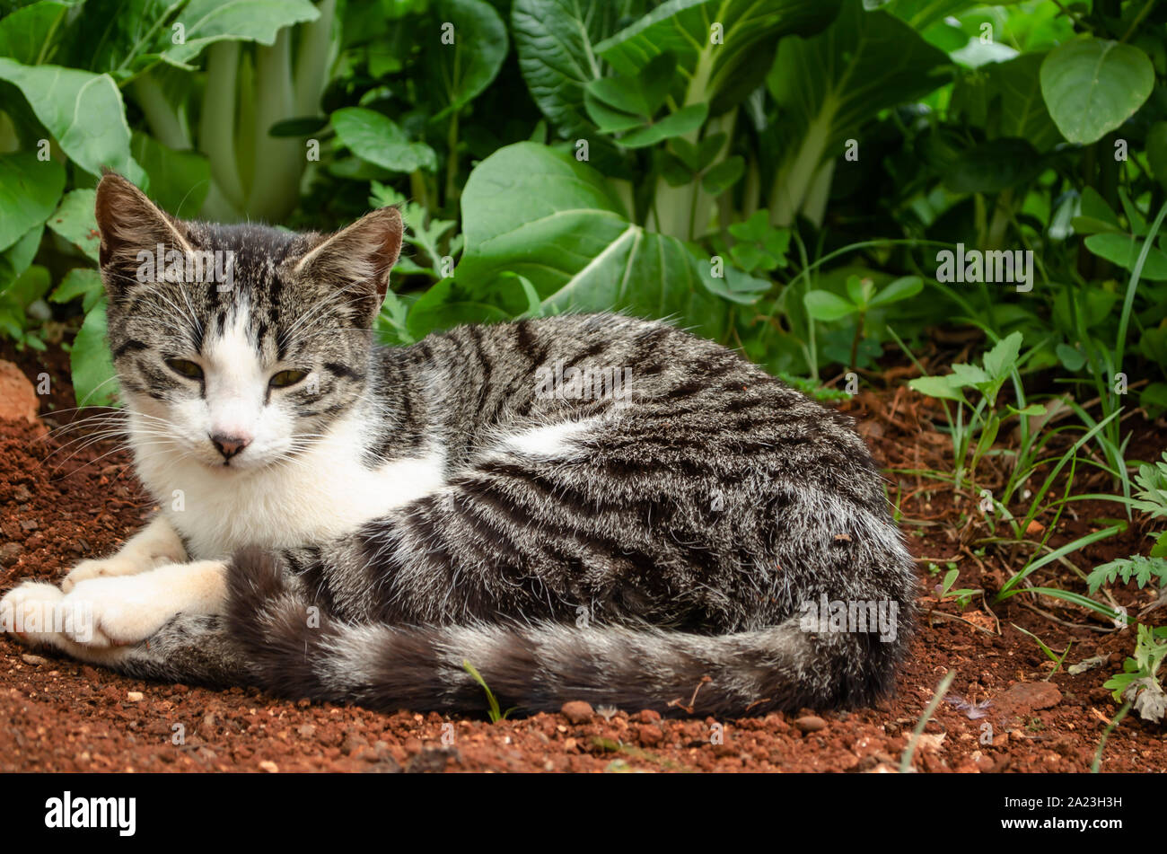 Makrele tabby katze Fotos und Bildmaterial in hoher Auflösung Alamy