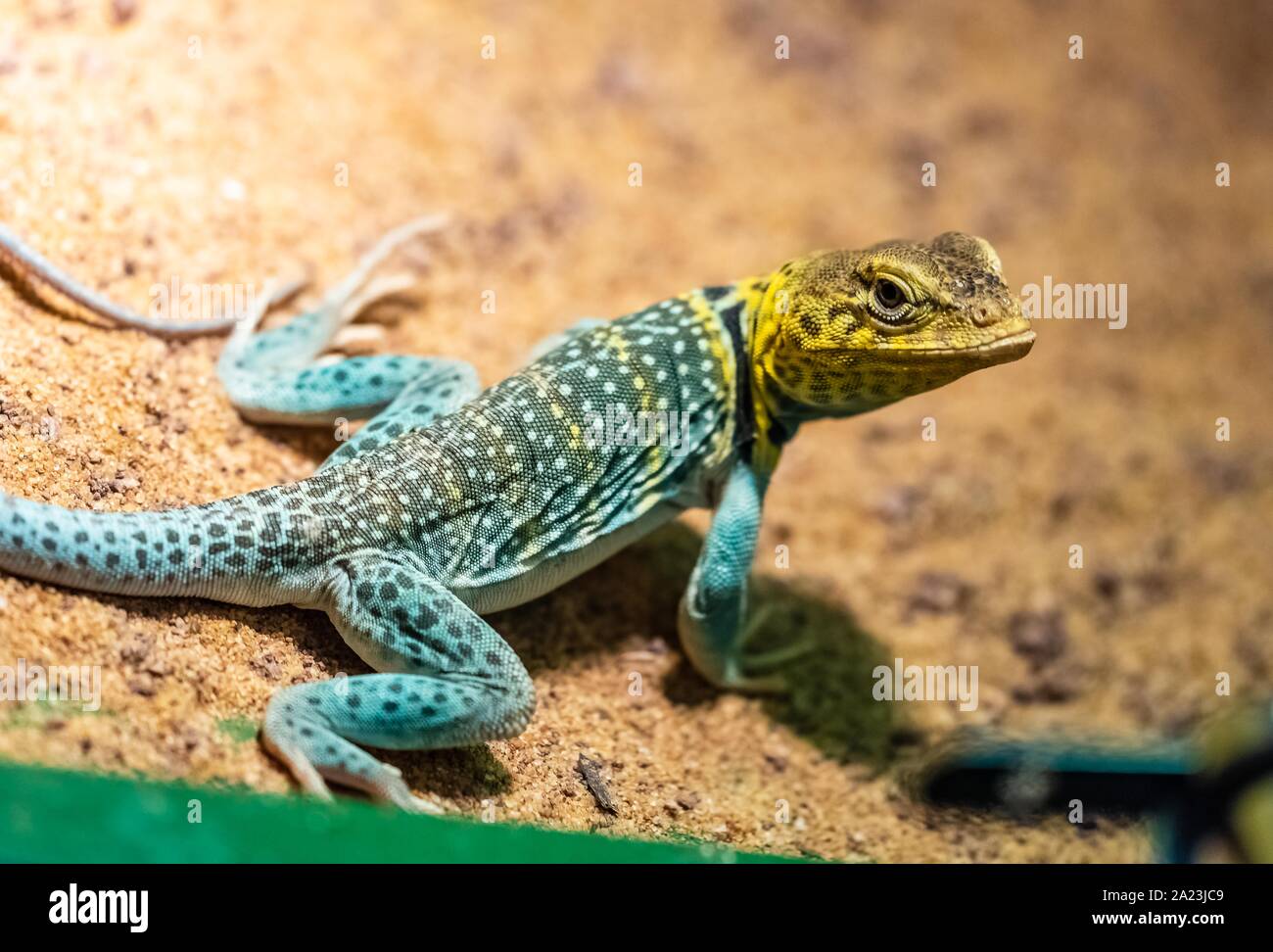 Die gemeinsame collared Lizard (Crotaphytus collaris), auch Eastern collared Lizard [2] Oklahoma collared Lizard genannt, Yellow-headed collared Lizard oder Stockfoto