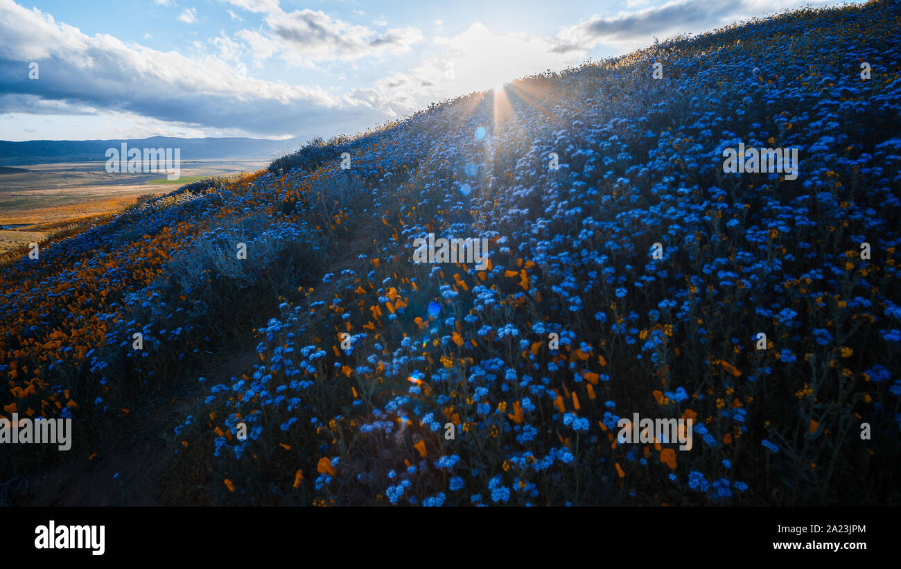 Weiten Felder von Deep Purple bluebells (Phacelia campanularia) in der Antelope Valley, Kalifornien, USA Stockfoto