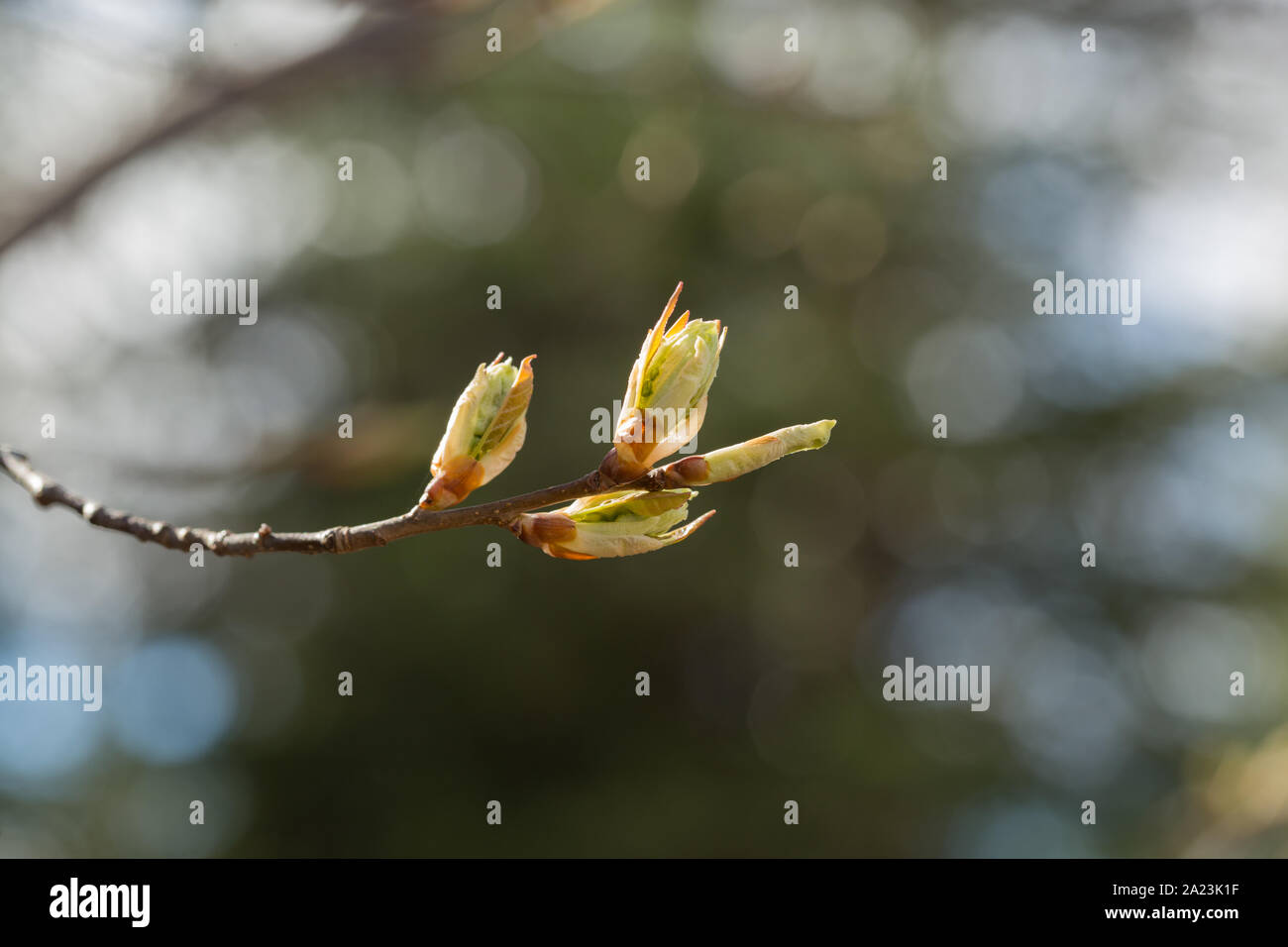 Frühling-Chokecherry-Bäume-Blattknospen Stockfoto