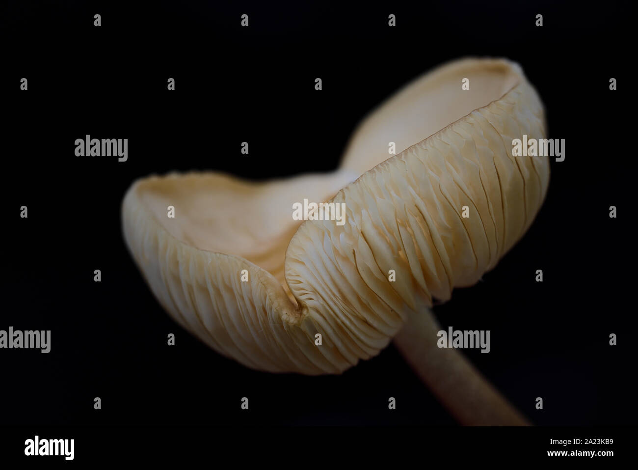 Nahaufnahme einer frischen hellbraune Pilze mit Lamellen vor dunklem Hintergrund Stockfoto