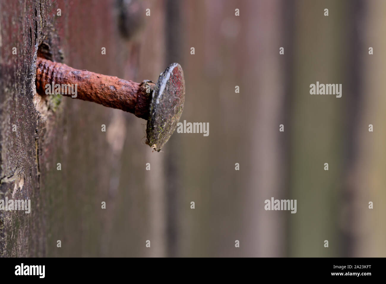 Nahaufnahme von einem rostigen Nagel peeking aus einer alten hölzernen Wand Stockfoto