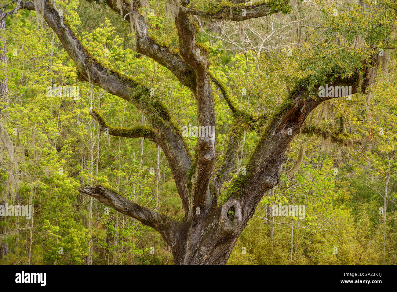 Lebende Eichenzweige und spanisches Moos, Fontainebleau State Park, Louisiana, USA Stockfoto