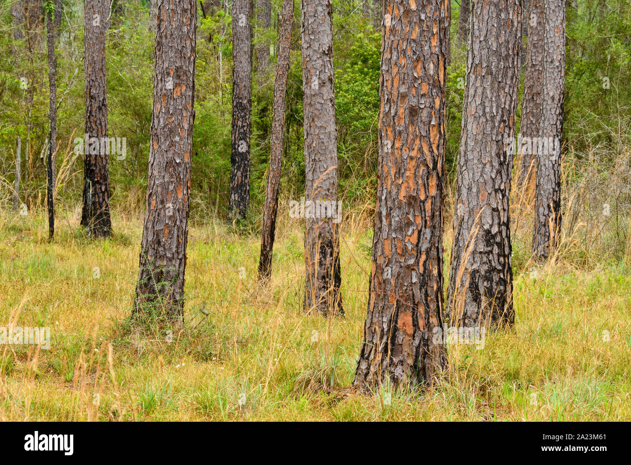Kiefernwald am Rande eines Sumpfes, Big Branch National Wildlife Refuge, Lacombe, Louisiana, USA Stockfoto