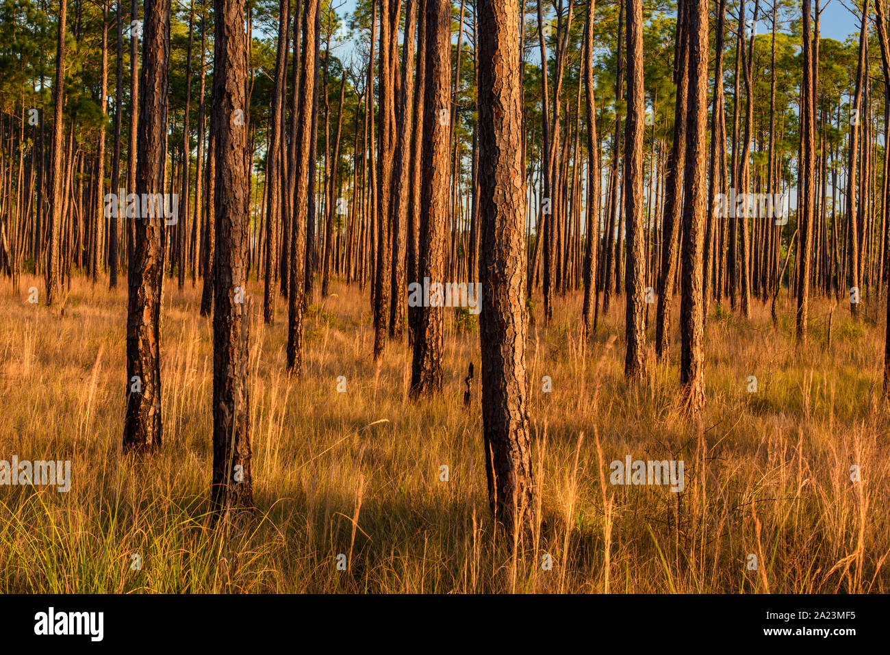 Big Branch Marsh National Wildlife Refuge Stockfotos und bilder Kaufen