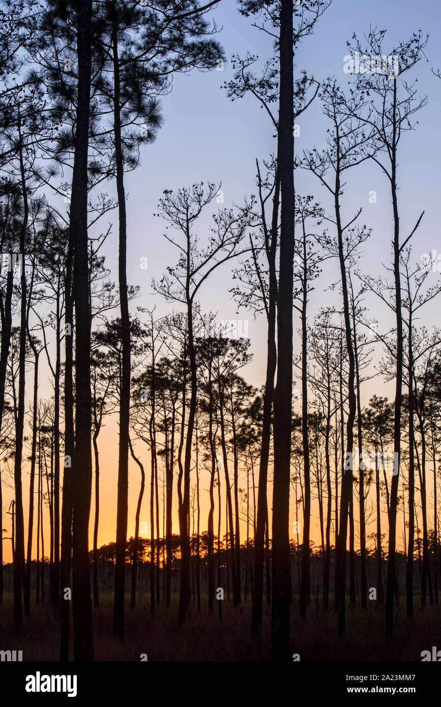 Kiefernwald bei Sonnenuntergang, Big Branch National Wildlife Refuge, Boy Scout Road, Lacombe, Louisiana, USA Stockfoto