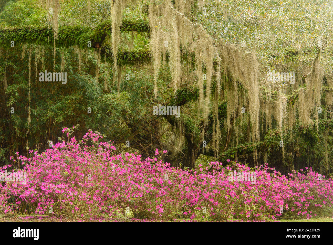 Blühende Azaleen und Südlichen live oak im frühen Frühjahr, Jungle Gardens, Avery Island, Louisiana, USA Stockfoto