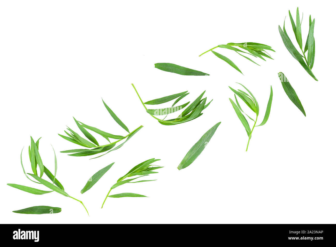 Estragon oder Estragon auf einem weißen Hintergrund. Artemisia dracunculus. Stockfoto