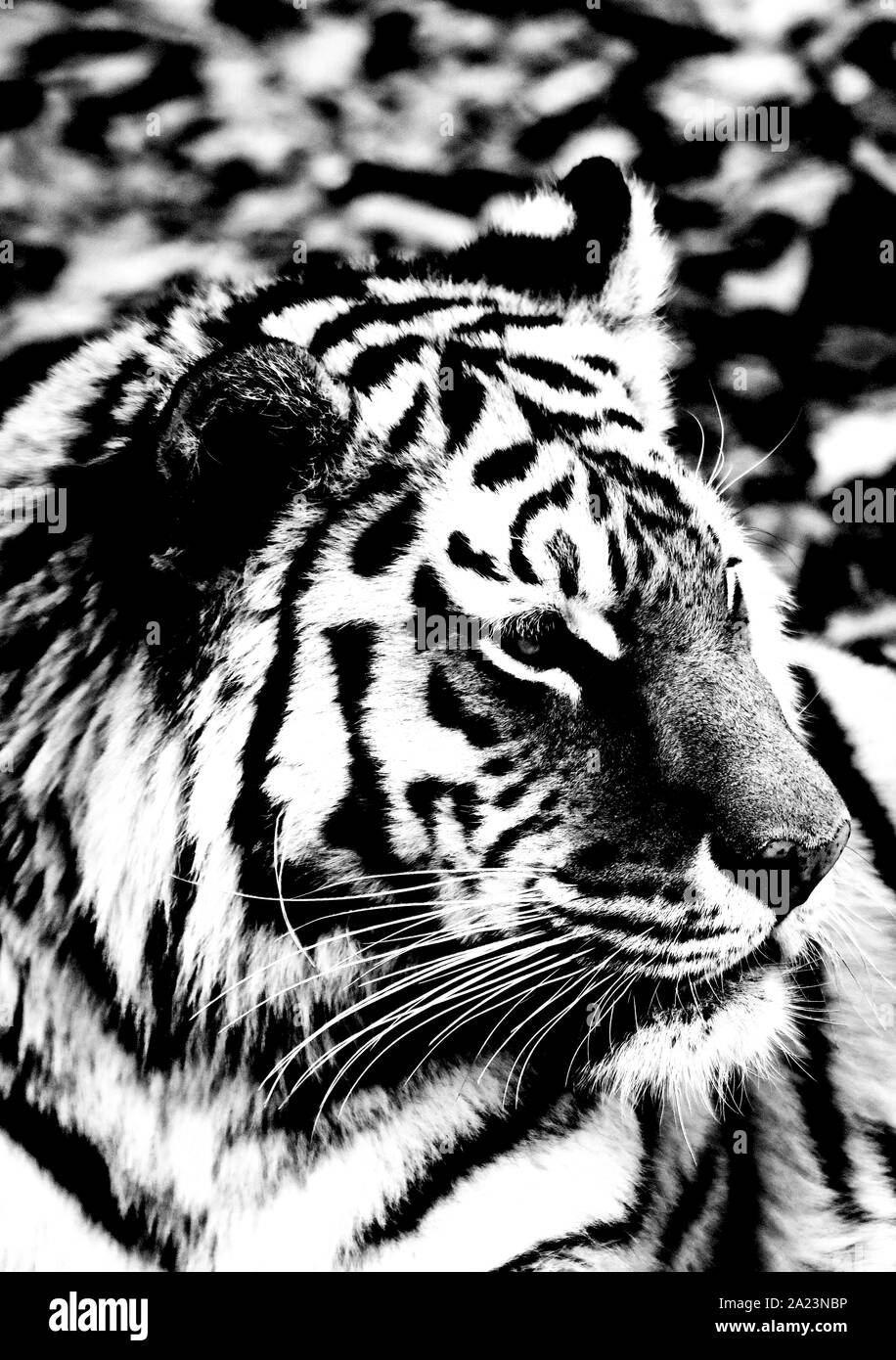 Portrait von Sibirischen o Amur Tiger (Panthera tigris altaica) Stockfoto
