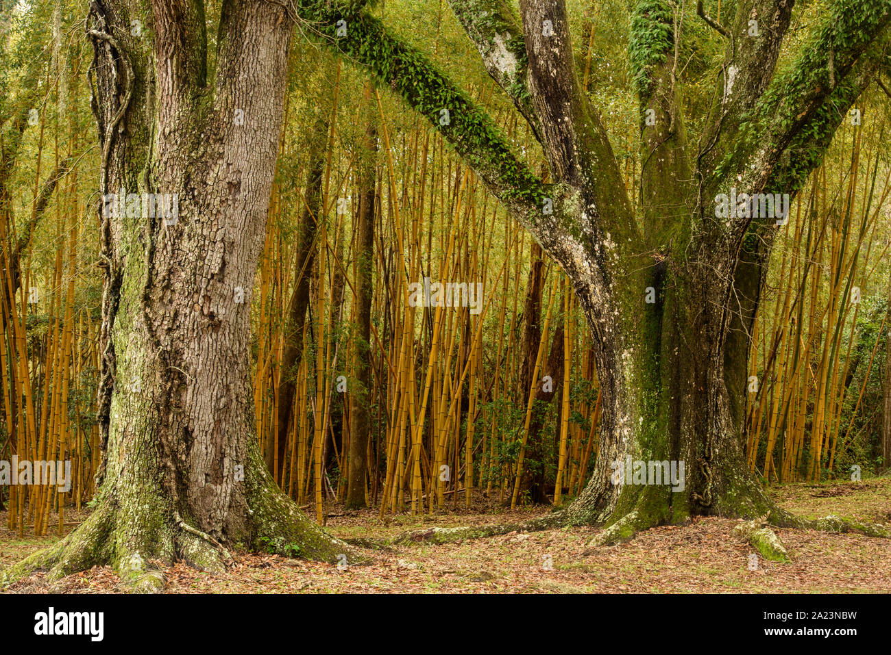 Bambus Wald, Dschungel, Gärten, Avery Island, Louisiana, USA Stockfoto