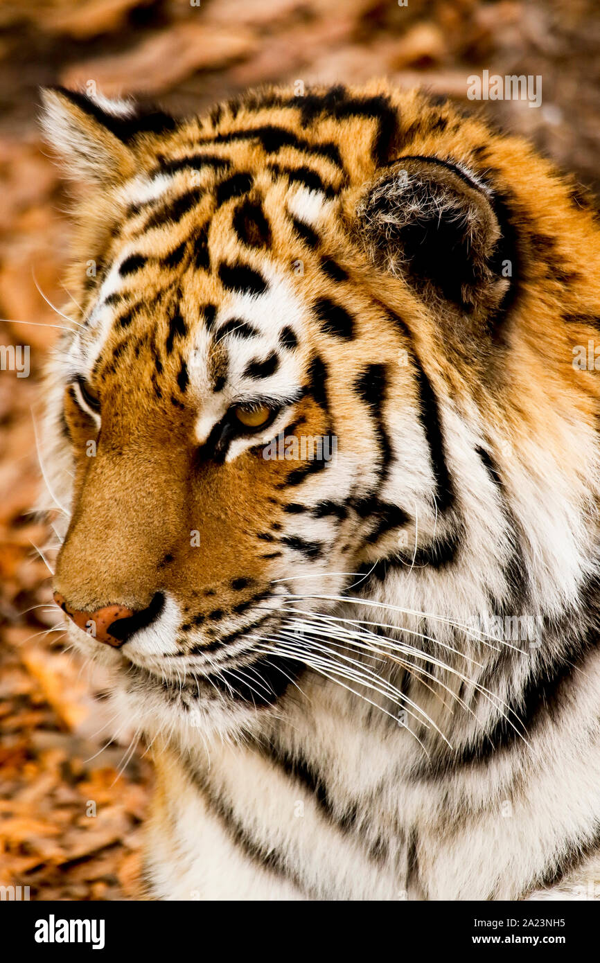 Amur o Sibirische Tiger Panthera tigris altaica, Primorski Krai. Russland, Asien Stockfoto